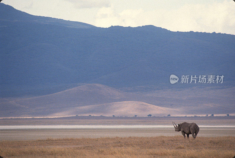 黑犀牛或钩唇犀牛(Diceros bicornis)是犀牛的一种，原产于非洲东部和南部。恩戈罗恩戈罗火山口,坦桑尼亚。